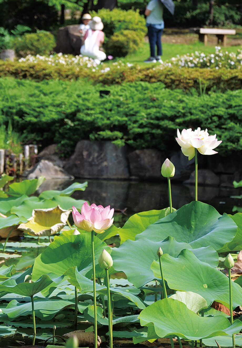 「ハスの早朝鑑賞会」2022年7月9日・10日＠馬場花木公園（横浜市鶴見区）