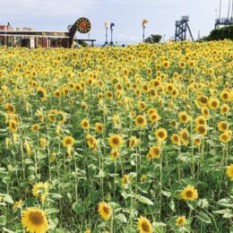 【横須賀市・ソレイユの丘】20万本のひまわり園内5ヵ所で開花のリレー「ひまわりフェスタ」も開催