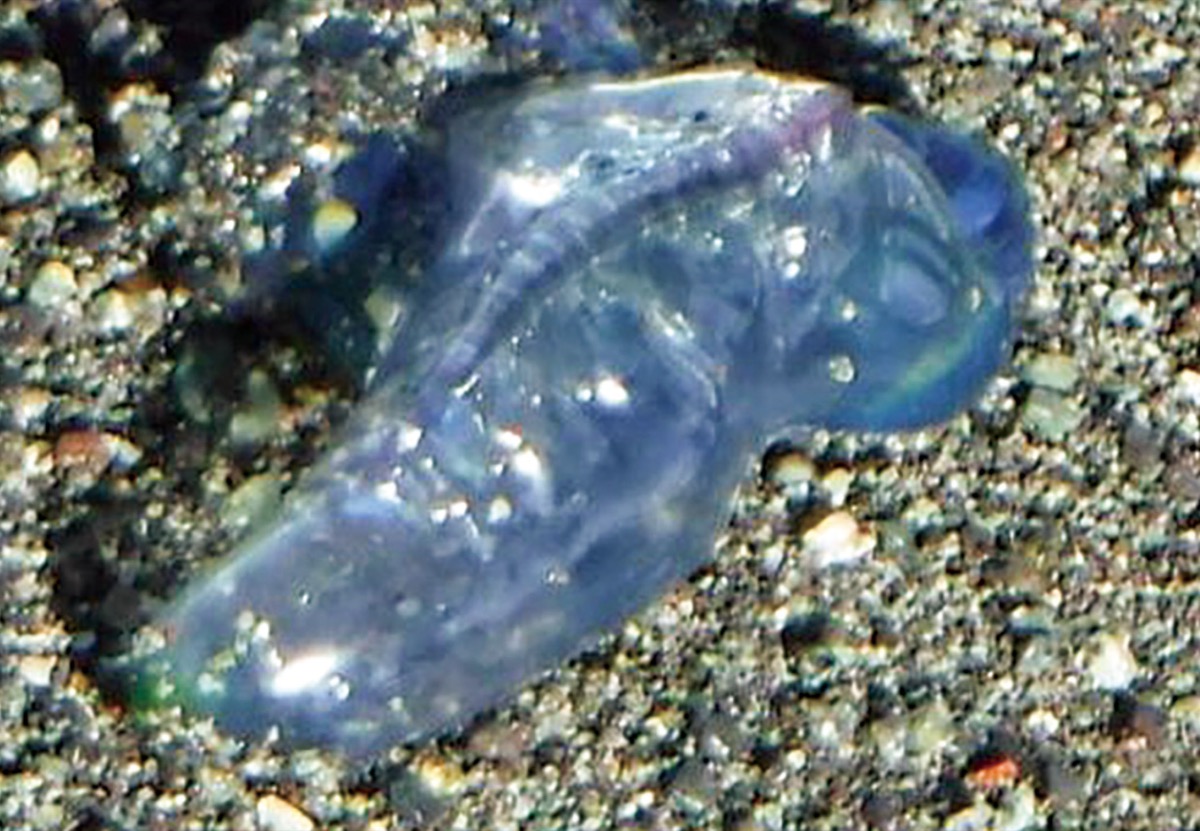 毒クラゲにご注意を！】海辺にカツオノエボシ漂着「絶対に触らないで