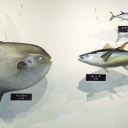 「黒潮のめぐみ～海流が運んだ生き物と文化～」横須賀市自然・人文博物館で特別展示