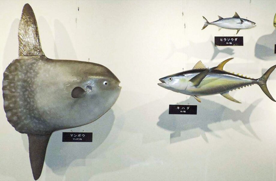 「黒潮のめぐみ～海流が運んだ生き物と文化～」横須賀市自然・人文博物館で特別展示