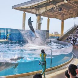 【2022年7月16日から】新江ノ島水族館 で11年ぶりにイルカショー刷新 ｢きずな」から「Wave」へ！