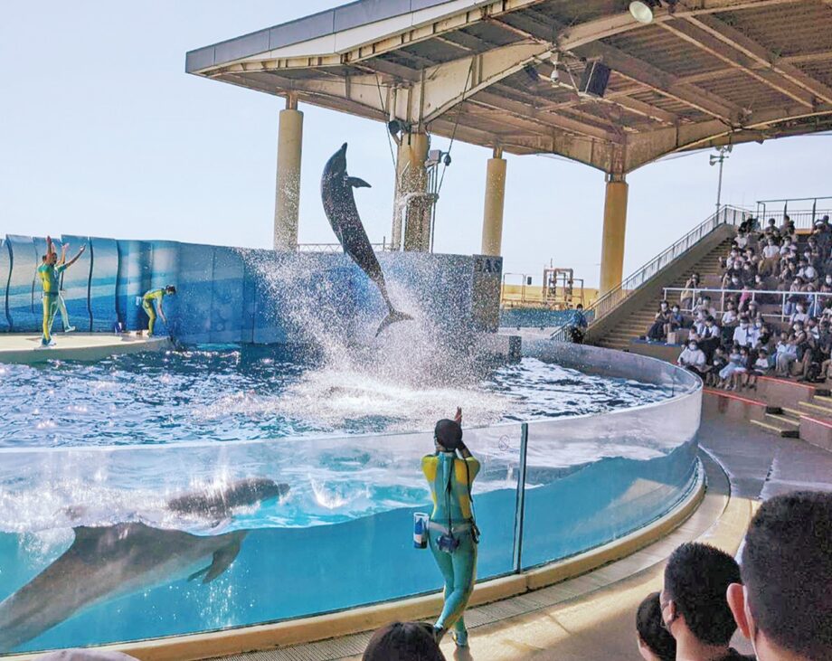 【2022年7月16日から】新江ノ島水族館 で11年ぶりにイルカショー刷新 ｢きずな」から「Wave」へ！