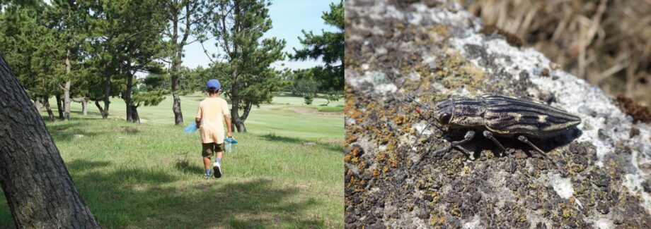 ゴルフ場のクロマツ林の中で昆虫を探す子どもとウバタマムシ