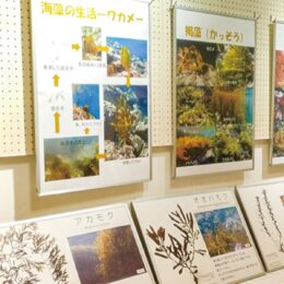 観音崎自然博物館「東京湾と海藻植生」めっちゃ海藻！！9/30（金）まで