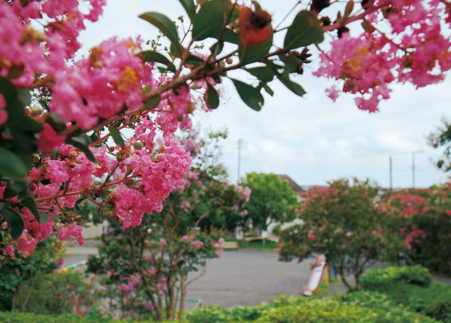 【横浜市都筑区】夏真っ盛り公園彩る 「加賀原さるすべり公園」