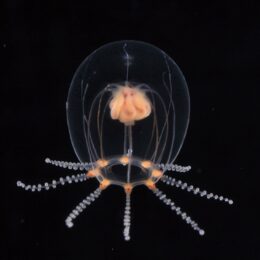 『オトヒメクラゲ』新種生体を展示＠新江ノ島水族館