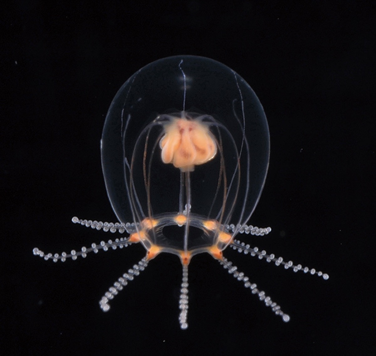 オトヒメクラゲ 新種生体を展示 新江ノ島水族館 神奈川 東京多摩のご近所情報 レアリア オトヒメクラゲ 新種生体を展示 新江ノ島水族館 神奈川 東京多摩のご近所情報 レアリア