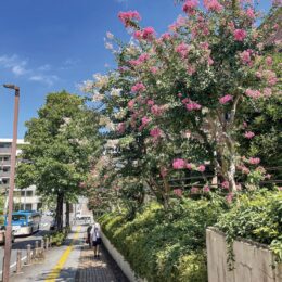 川崎市宮前区の富士見坂で咲くサルスベリの木陰が道行く人の暑さを凌ぐ