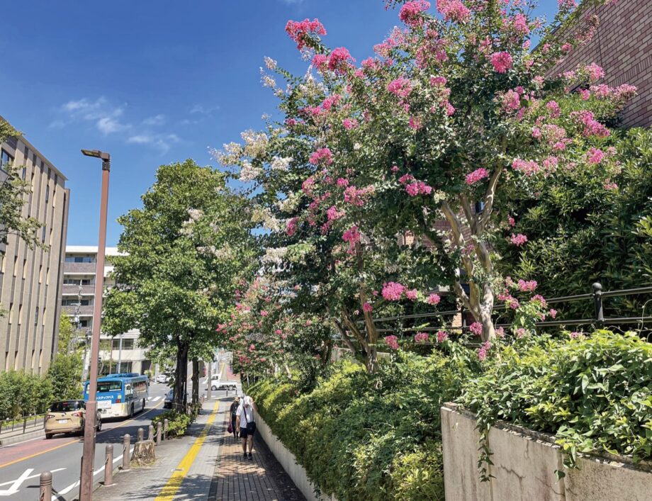 川崎市宮前区の富士見坂で咲くサルスベリの木陰が道行く人の暑さを凌ぐ