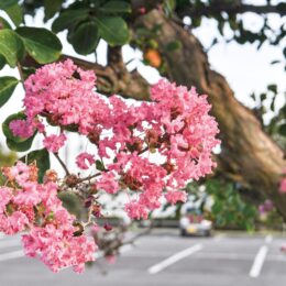 2022年9月・横浜市瀬谷区の本郷公園で約20本のサルスベリの木に桃色の花