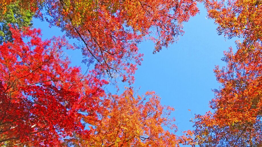 ＜12月3日＞紅葉の公園散策とお茶席を楽しもう！＠大磯城山公園