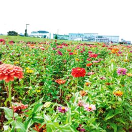 2022年も平塚で色とりどりに咲き誇る百日草とコスモスの競演＠イシックス馬入のお花畑