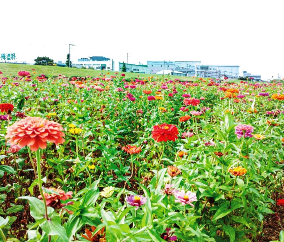 2022年も平塚で色とりどりに咲き誇る百日草とコスモスの競演＠イシックス馬入のお花畑