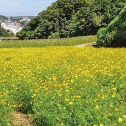横須賀市くりはま花の国で100万本の「コスモスまつり」2022年10月29日・30日には恒例の花摘み大会開催