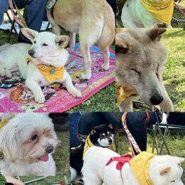 行き場をなくしてしまった犬と、犬を家族に迎えたい人をつなぐイベント「八王子プチいぬ親会」＠八王子市