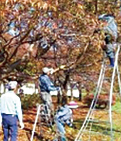 【申込10月7日まで】桜の植栽や維持管理を行う人材を育てる「桜守養成講座」全6回@相模原市中央区