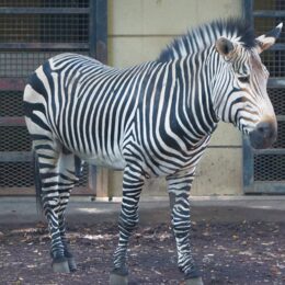 川崎市の夢見ヶ崎動物公園が動物たちの健康のためにクラウドファンディングに挑戦！目指せ１００万円！