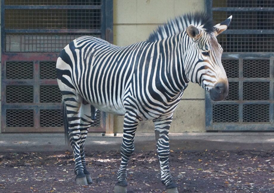 川崎市の夢見ヶ崎動物公園が動物たちの健康のためにクラウドファンディングに挑戦！目指せ１００万円！