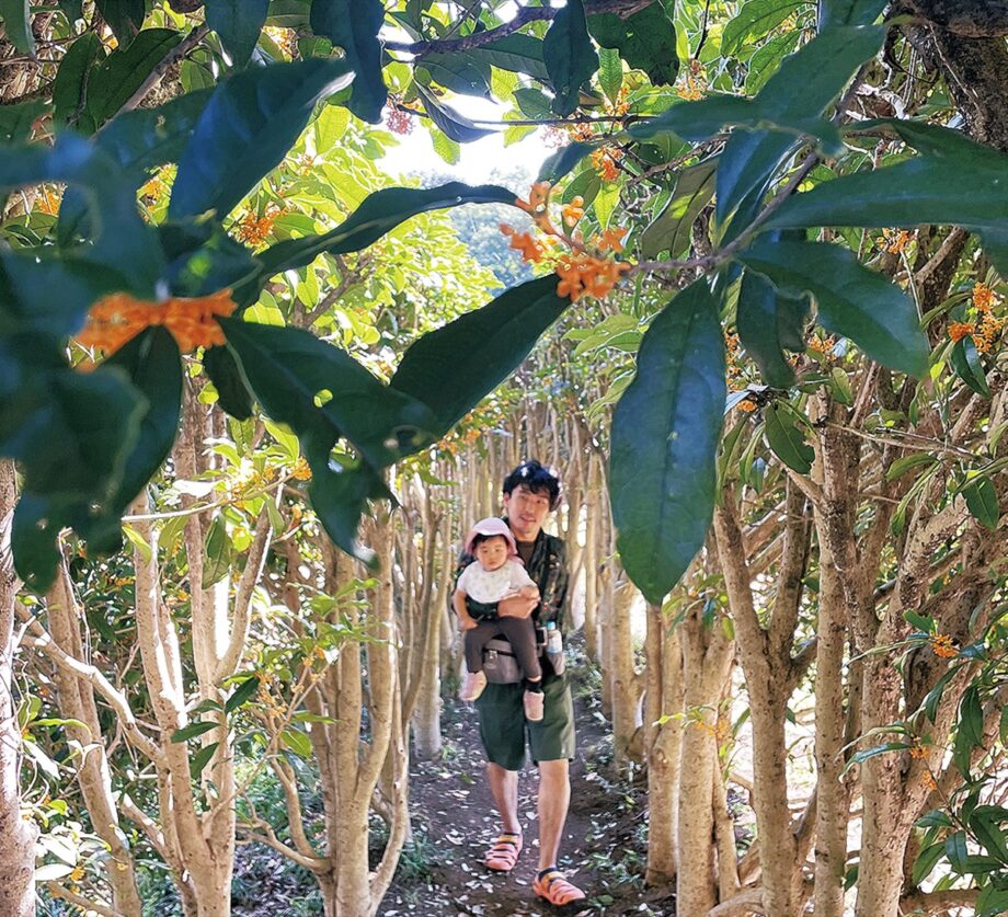 川崎市・東高根森林公園のキンモクセイが開花～約５０ｍの甘美な香りのトンネル