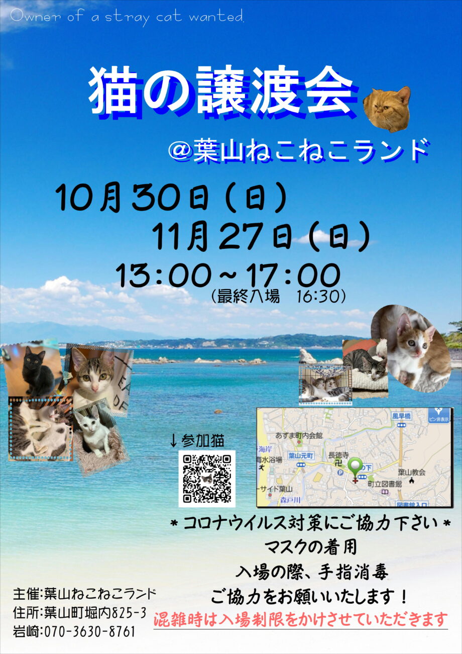 葉山ねこねこランド保護猫譲渡会