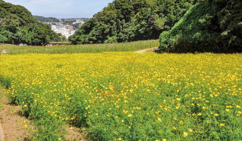 横須賀市・くりはま花の街フェア”地元名産品が大集合”～音楽やダンスステージも～＜10月15日・16日＞