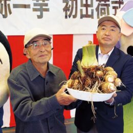 ブランド化に取り組むサトイモ「開成弥一芋」の出荷始まる！神奈川県内イオンなどで販売