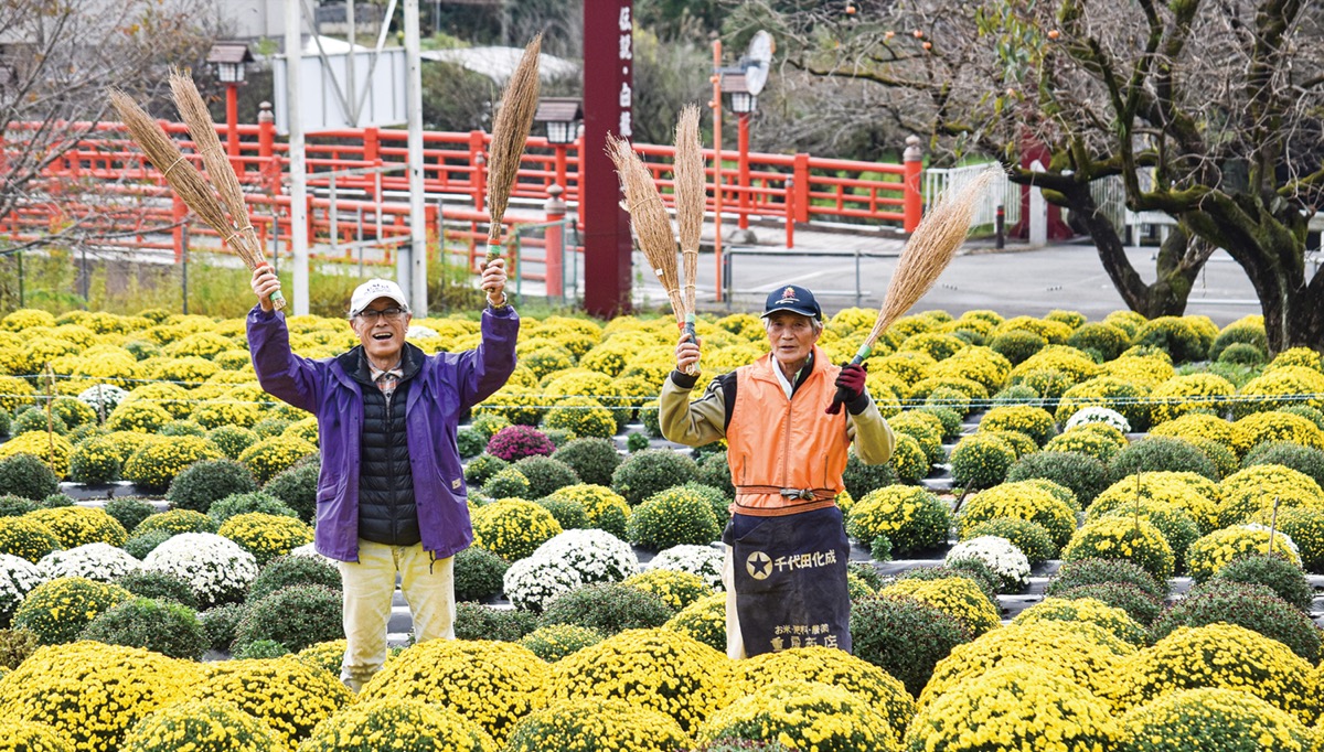 11月3日ころまでざる菊見ごろ。自家製コキア箒（ほうき）販売も ＠厚木市飯山・花の里 – 神奈川・東京多摩のご近所情報 – レアリア