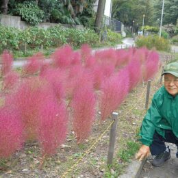川崎市中原区の中丸子南緑道で１００株のコキアが紅葉～手入れのボランティアも募集中！