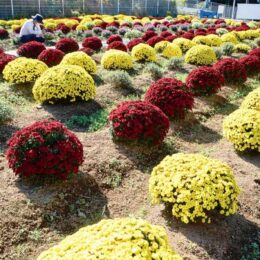 平塚市【土屋ざる菊園】2022年も４色のざる菊が鮮やかに咲き誇る