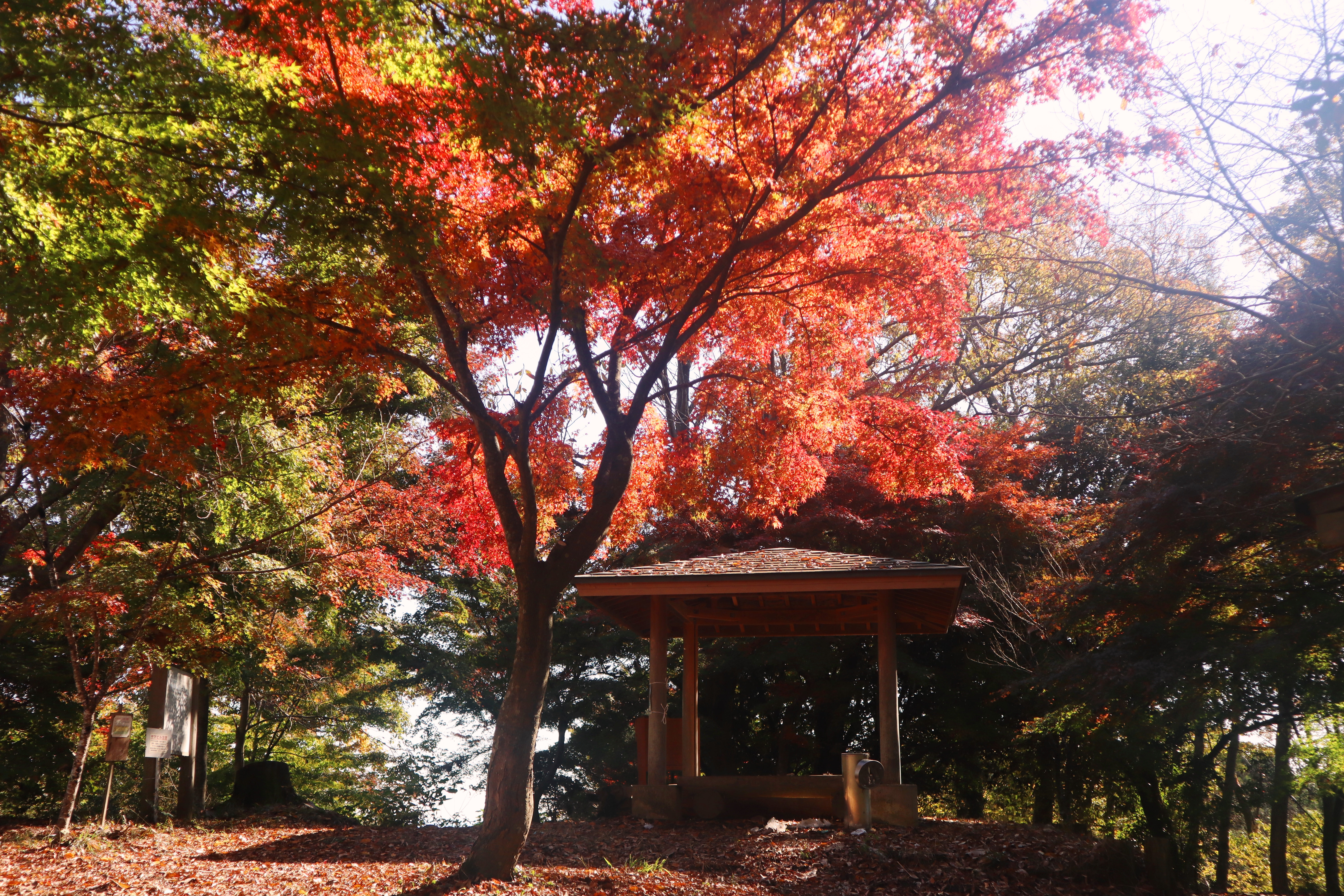 丹沢の“穴場”紅葉スポット！秦野・頭高山（ずっこうやま）まで