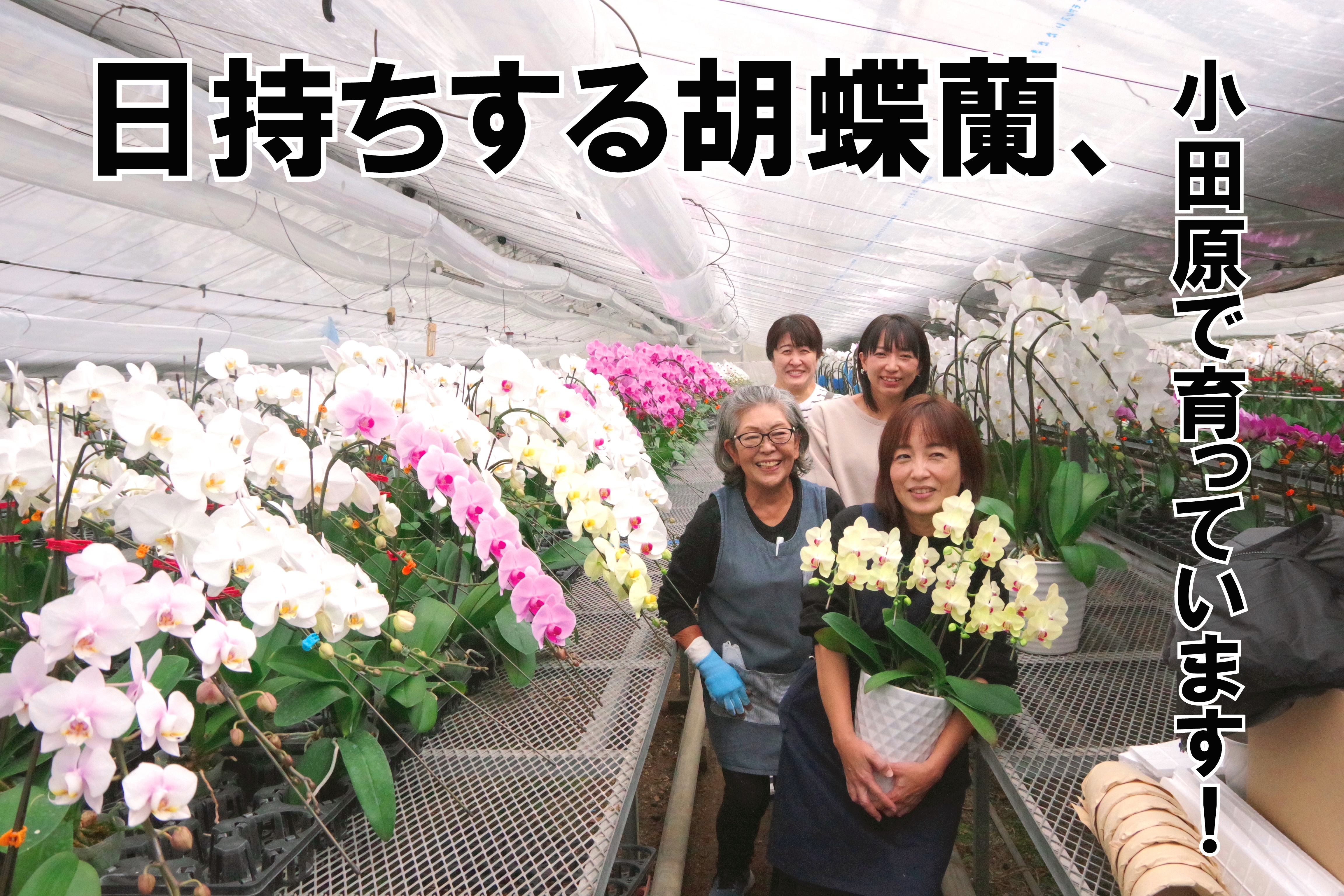 小田原：胡蝶蘭】「贈った先で長持ちする」と評判の、“喜ばれる胡蝶蘭