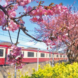 三浦海岸桜まつり「守りたい春の風物詩」運営費高騰でクラウドファンディング