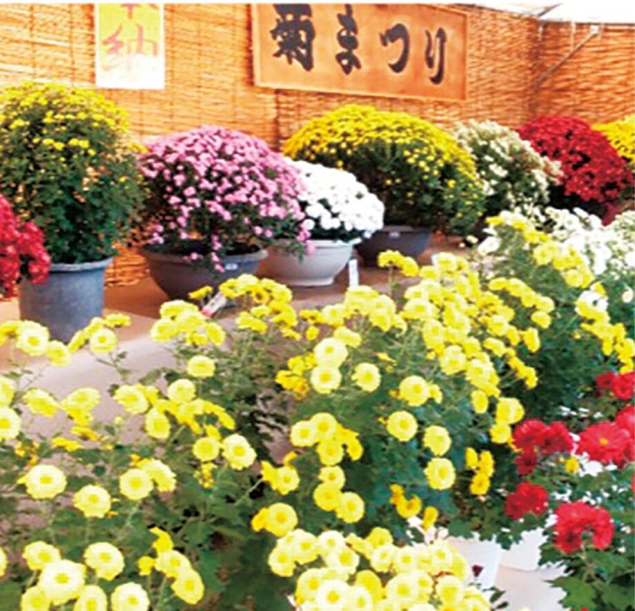 町田市・木曽観音堂で菊花の展示・即売コーナーも～古刹（こさつ）で楽しむ｢菊まつり｣