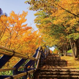 【横浜市】近場で楽しめる紅葉散策はいかが 　2022年も秋の気配深まる＠都筑中央公園