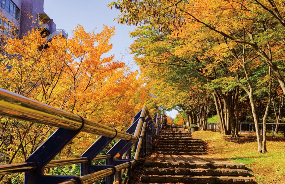 【横浜市】近場で楽しめる紅葉散策はいかが 　2022年も秋の気配深まる＠都筑中央公園