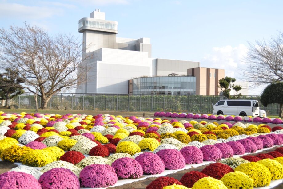 【海老名市】高座クリーンセンターのざる菊966本が見ごろ（2022年11月いっぱいまで）