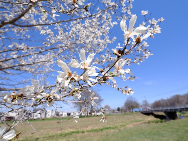 横浜市神奈川区高島台の台町公園　「コブシ」の開花予想クイズ