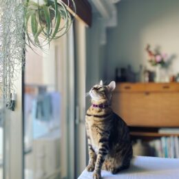 猫の写真作品募集中「おどりばねこまつり」で展示へ＜横浜市戸塚区＞