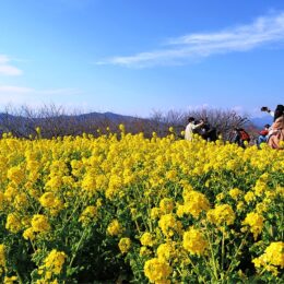 二宮町吾妻山の早咲き菜の花、６万株が2023年も見頃に！１月７日から「吾妻山菜の花ウォッチング」町内で「アートフェスティバル」も開催