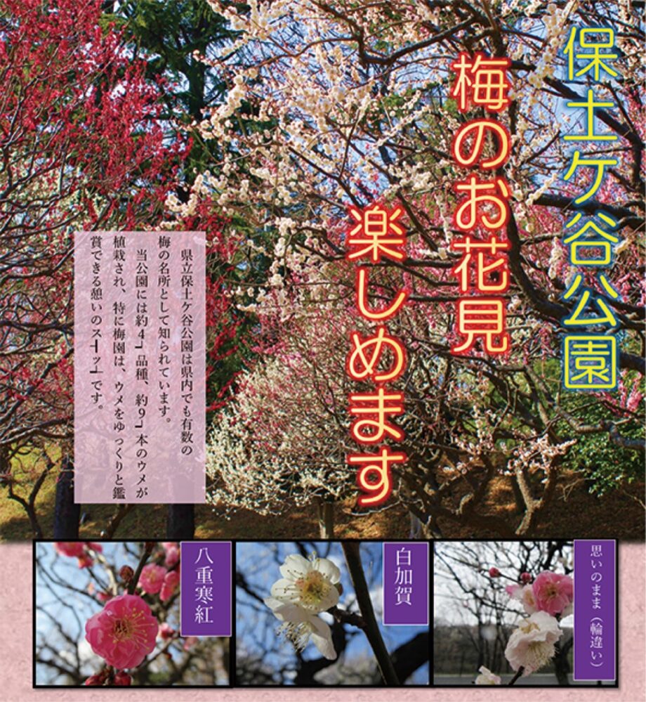 2023年「梅の花見を楽しむ」横浜市の保土ケ谷公園で１月下旬から見ごろに