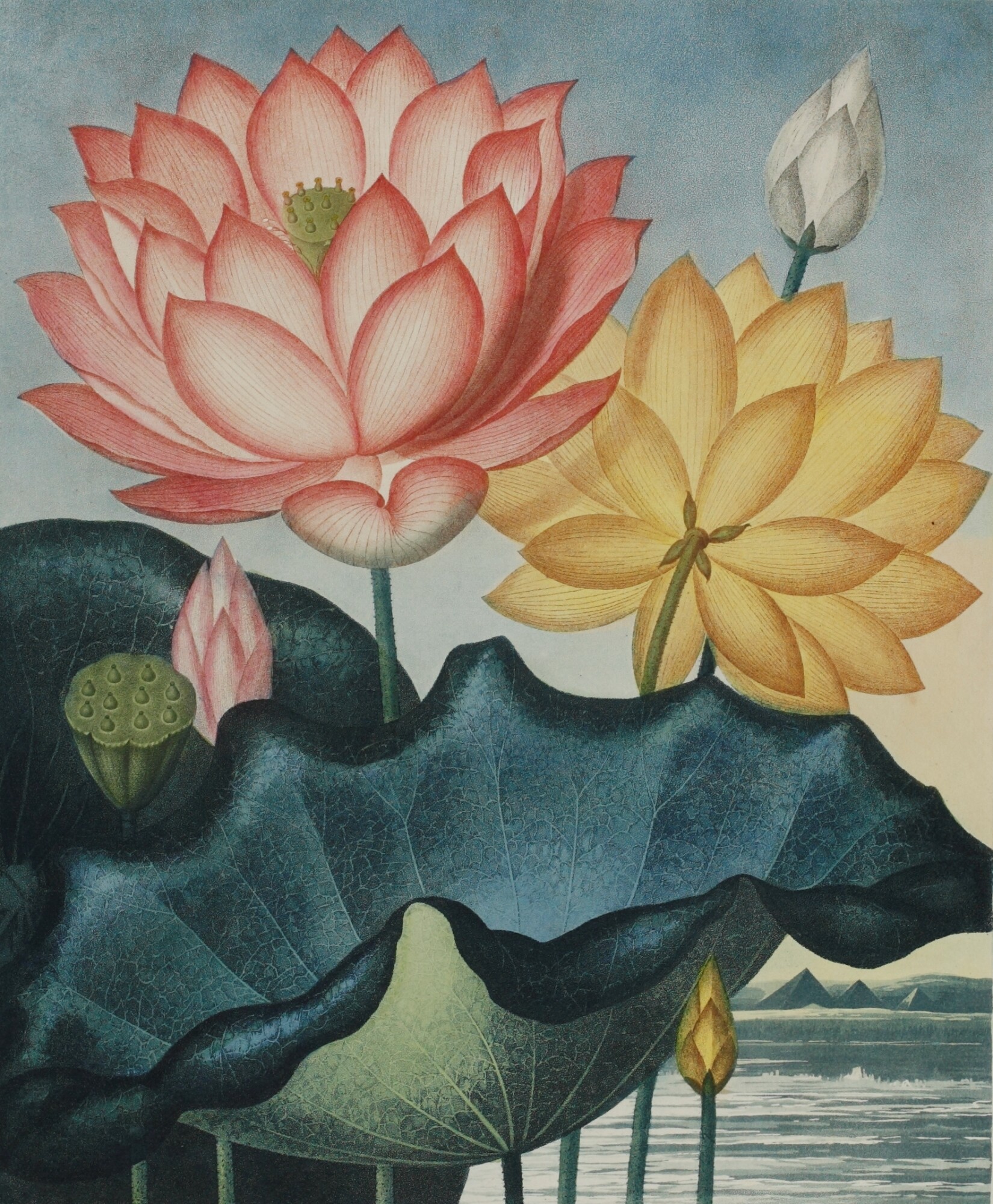 町田市立国際版画美術館にて「自然という書物 15～19世紀のナチュラル 