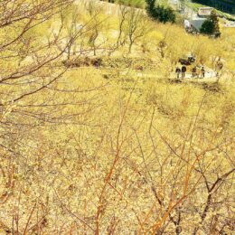 松田町で2023年「第11回寄ロウバイまつり」開催！日本最大級２万本以上のロウバイが里山を黄色く染める