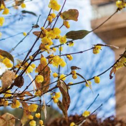 相模原市南区の麻溝公園で蝋梅開花！谷間に黄色の輝き