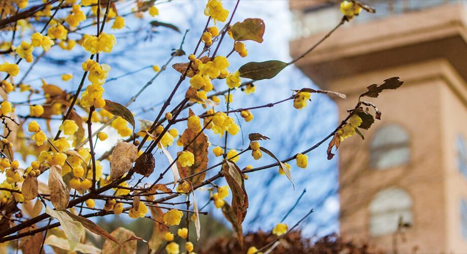 相模原市南区の麻溝公園で蝋梅開花！谷間に黄色の輝き