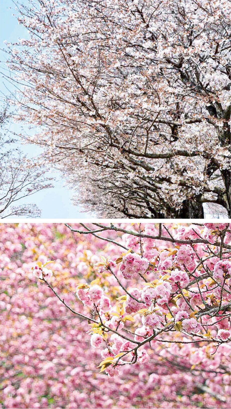 2023年はだの桜プロジェクト「みんなで桜を育てよう」桜の苗木販売＜申込受付は1月23日正午まで＞