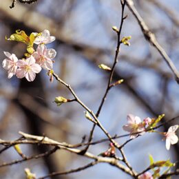 大和市郷土民家園で、2023年の河津桜がひと月早く開花【2023年1月】