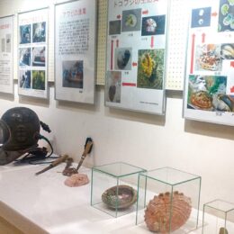 【横須賀市】観音崎自然博物館で「アワビとサザエ」特別展ー3月31日（金）まで