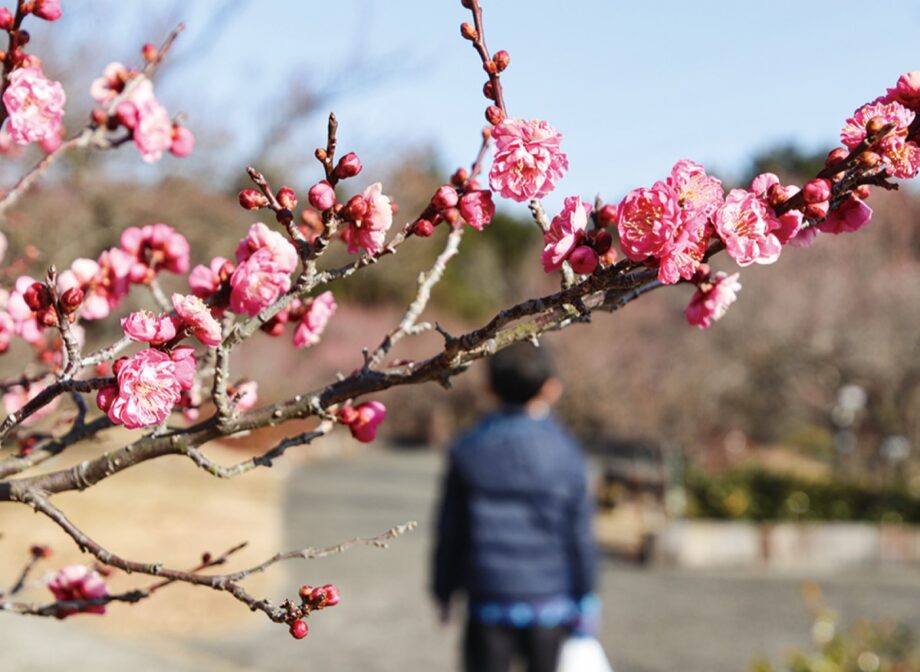 〈小田原フラワーガーデン〉渓流の梅園で梅の開花始まる！２０２３年１月２８日（土）からはイベントも開催