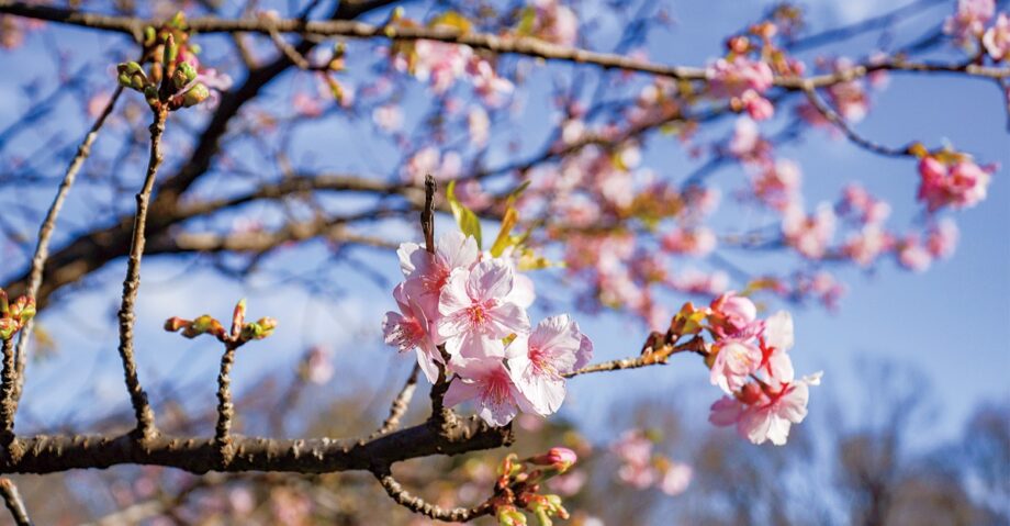 横浜市都筑区で河津桜ほころぶ 見ごろは2月下旬＠茅ケ崎公園